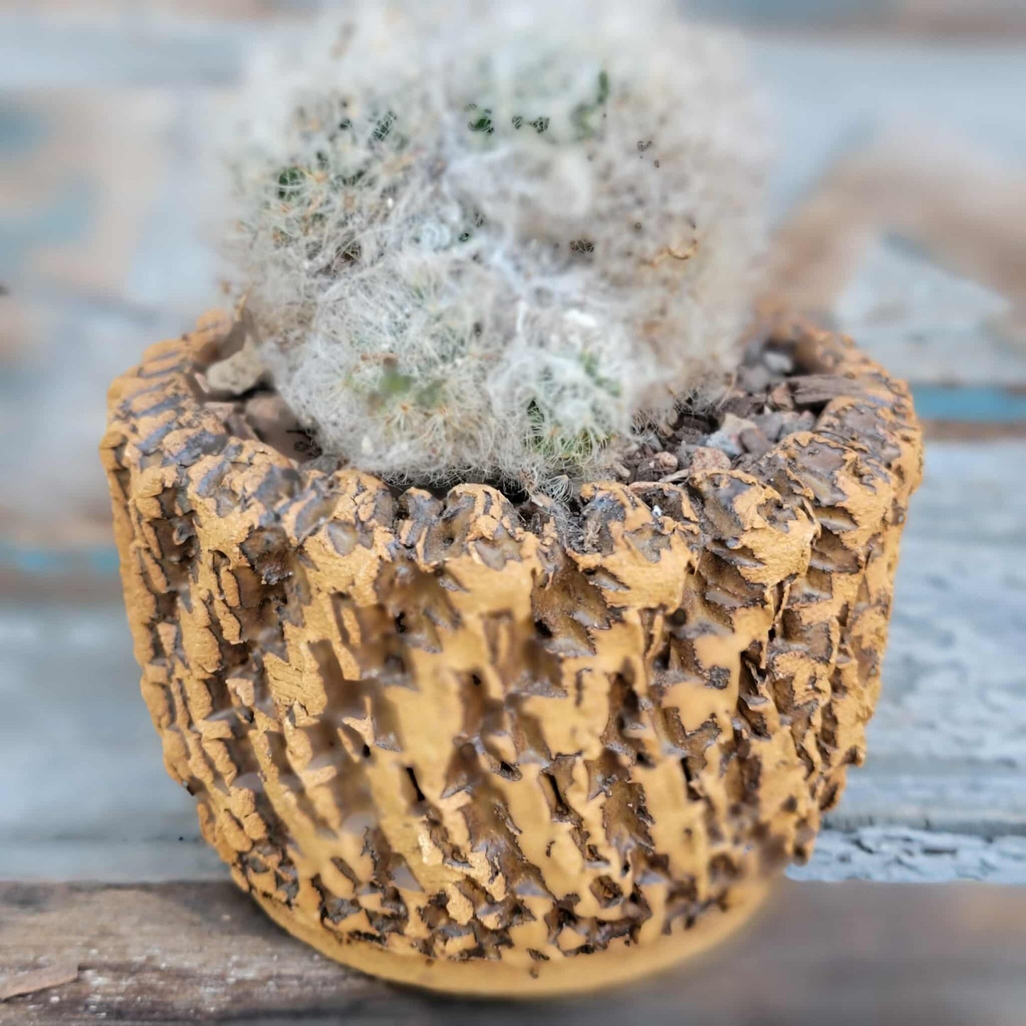 Mammillaria bocasana cv. multilanata f. cristata