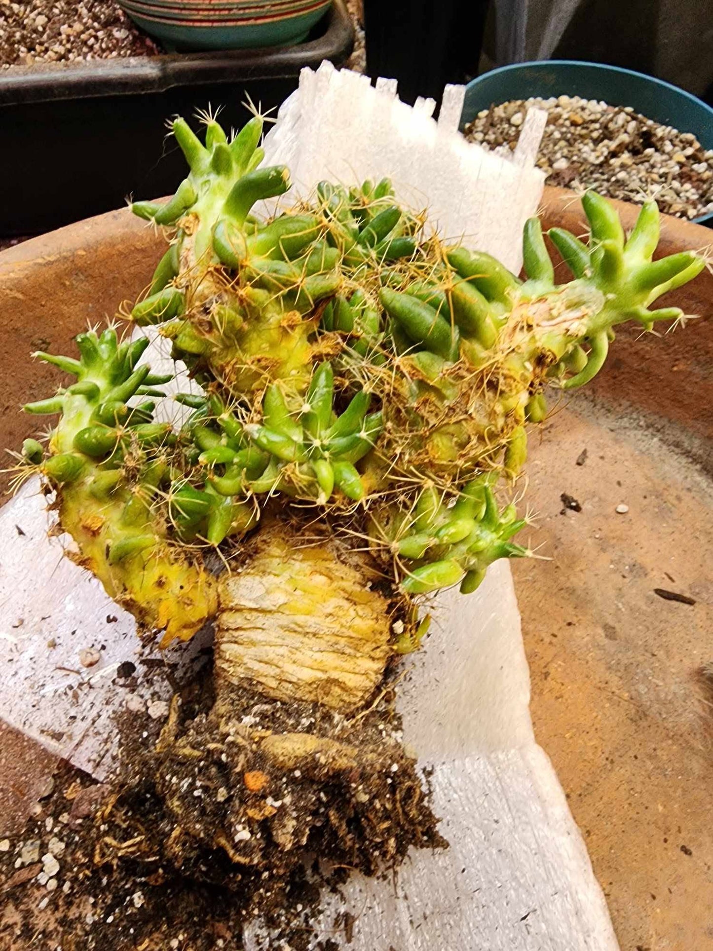 Mammillaria longimamma / Dolichothele longimamma — Large Mature Specimen