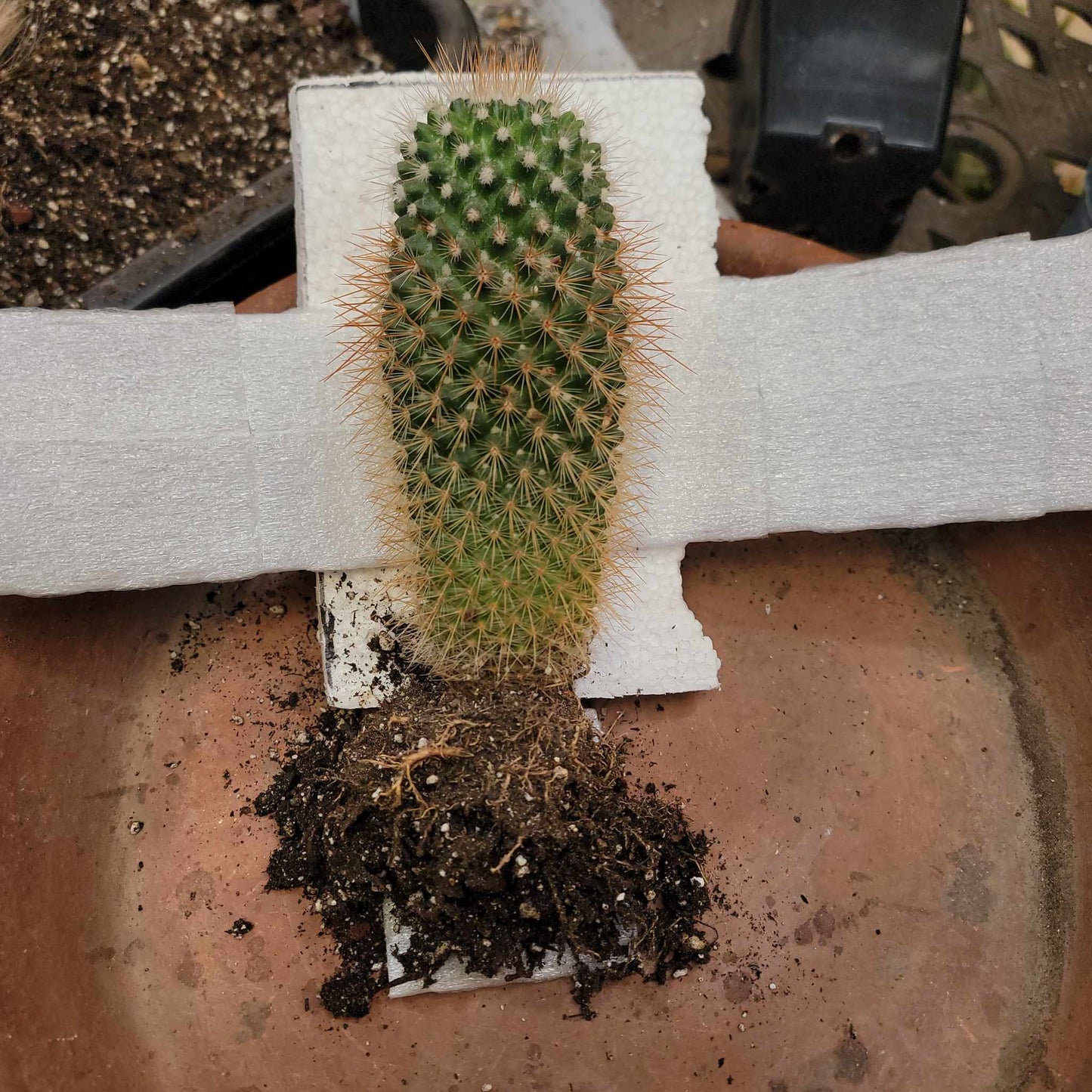 Mammillaria spinosissima - Red Headed Irishman
