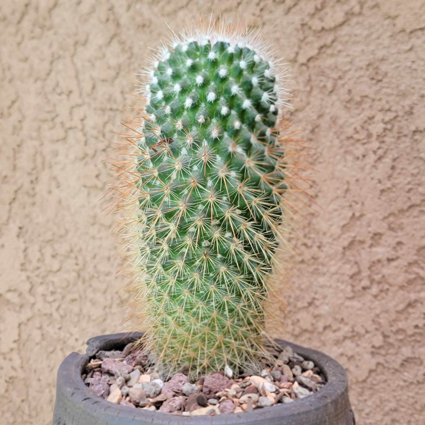 Mammillaria spinosissima - Red Headed Irishman