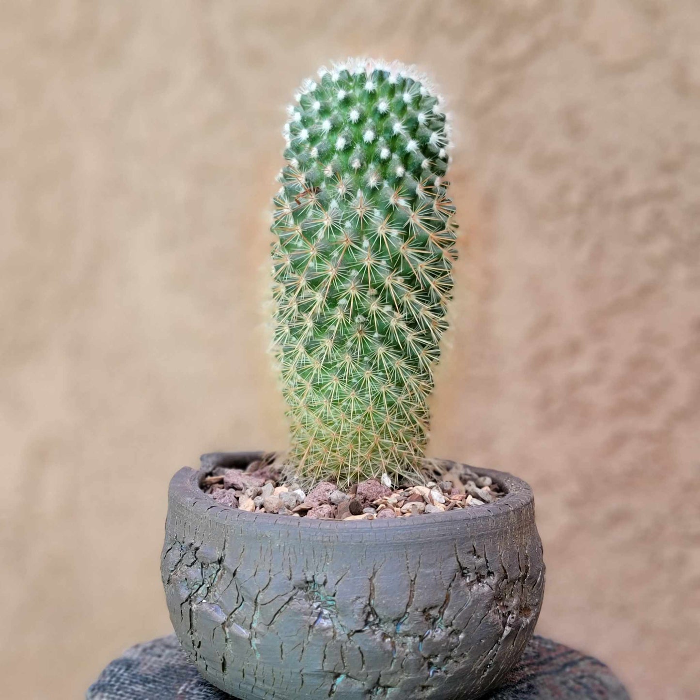 Mammillaria spinosissima - Red Headed Irishman