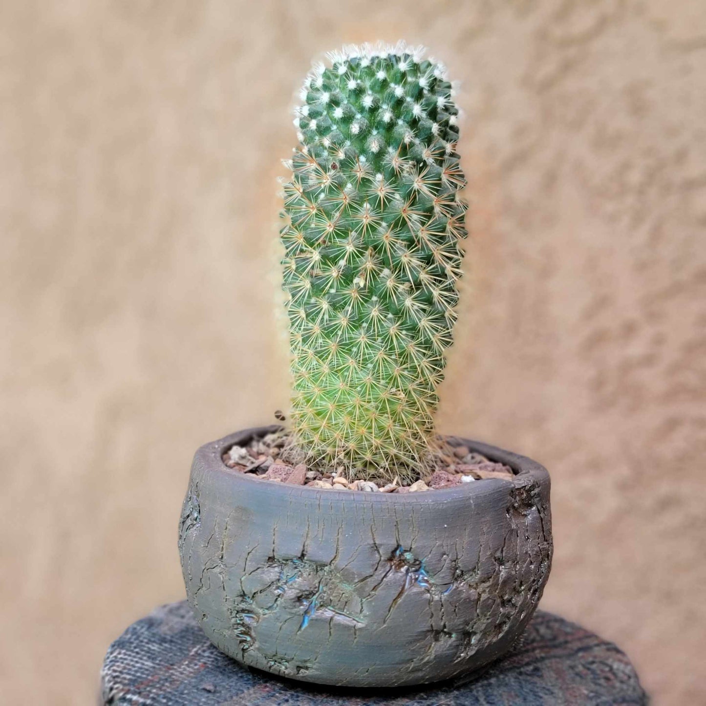 Mammillaria spinosissima - Red Headed Irishman
