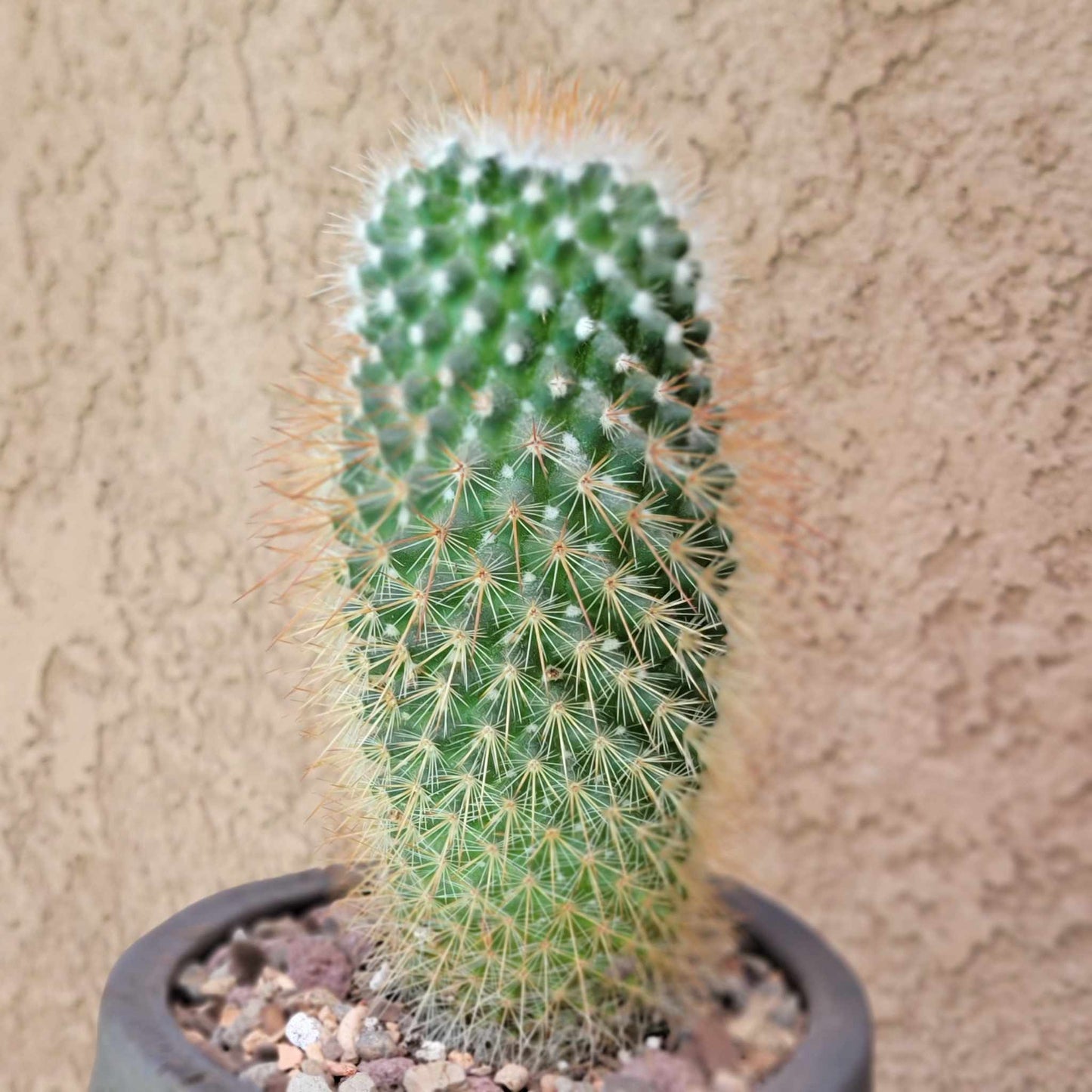 Mammillaria spinosissima - Red Headed Irishman