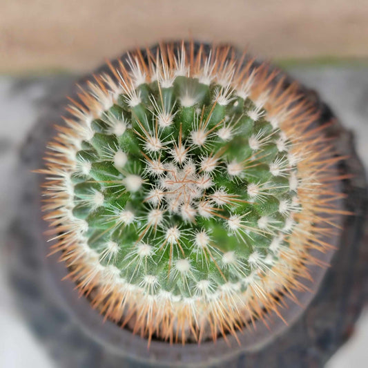 Mammillaria spinosissima - Red Headed Irishman
