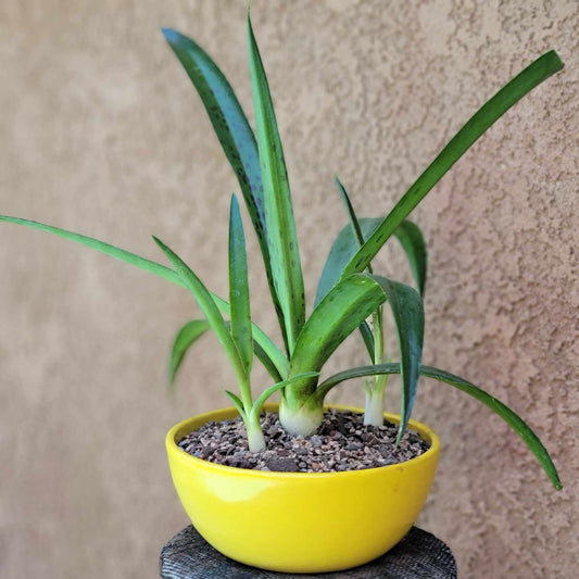 Mangave 'Jaguar' - Jaguar Mangave - 22"