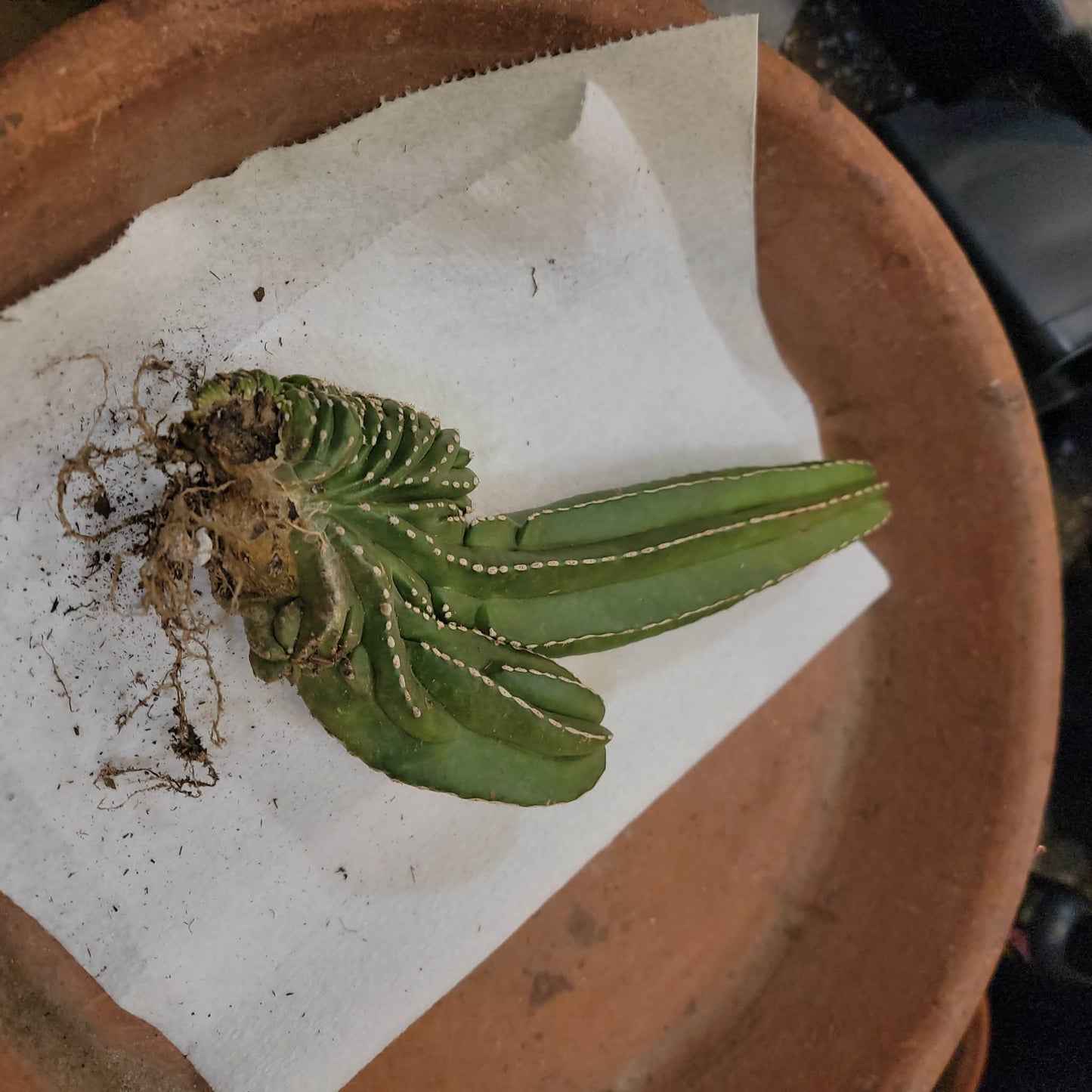 Marginatocereus marginatus f. cristata