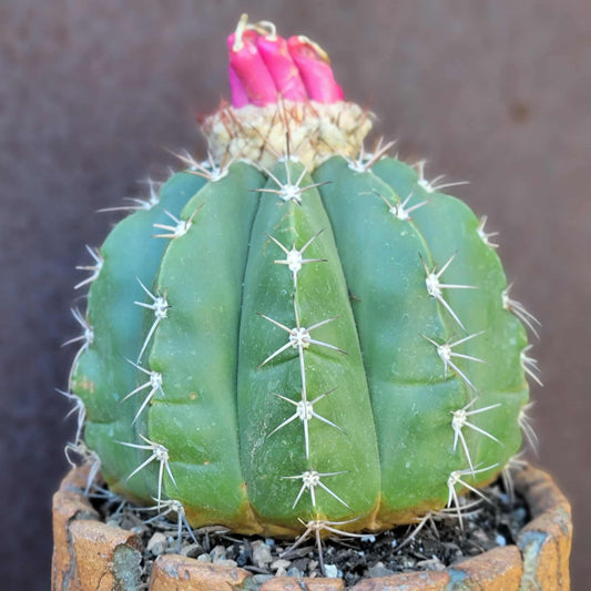 Melocactus Maxoni