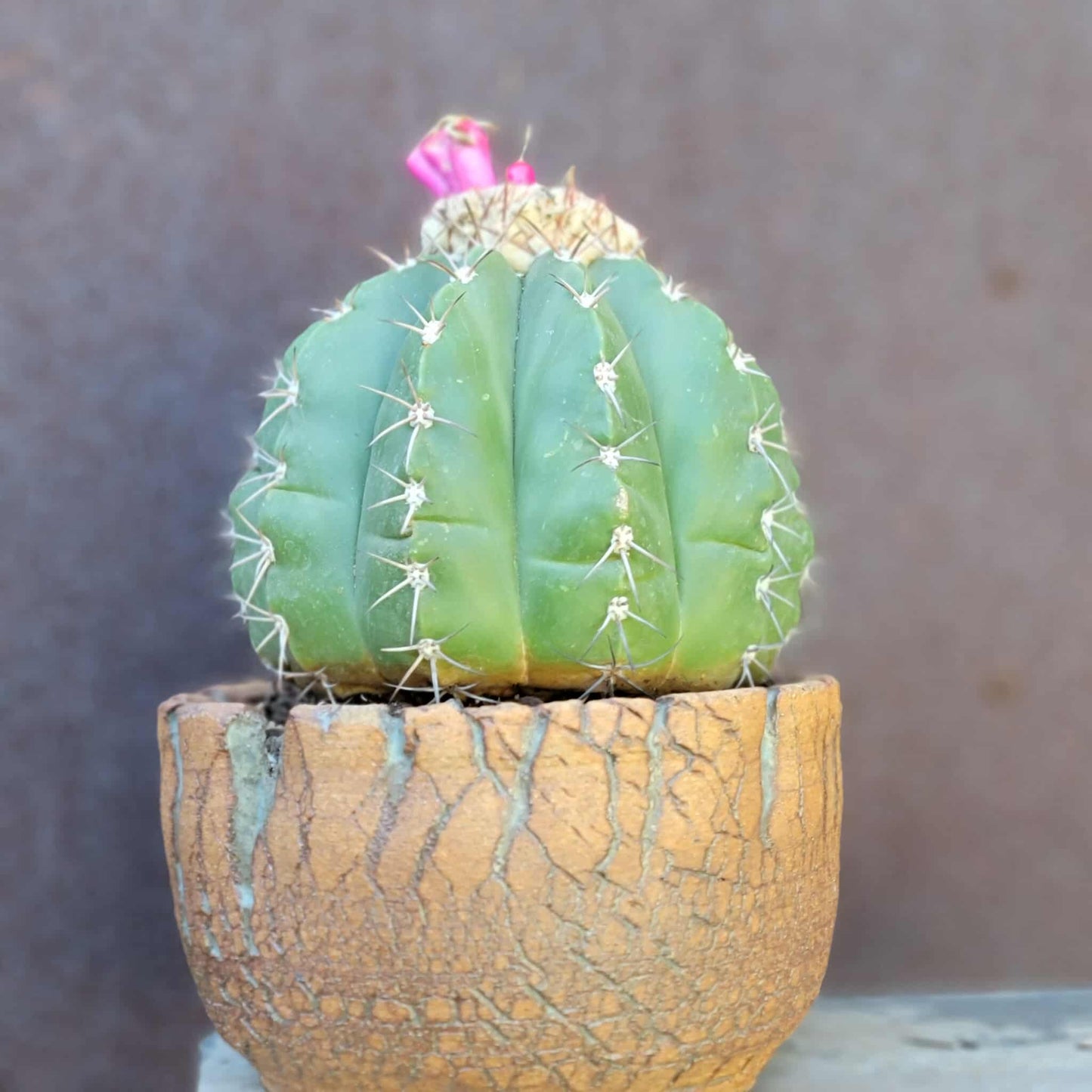 Melocactus Maxoni