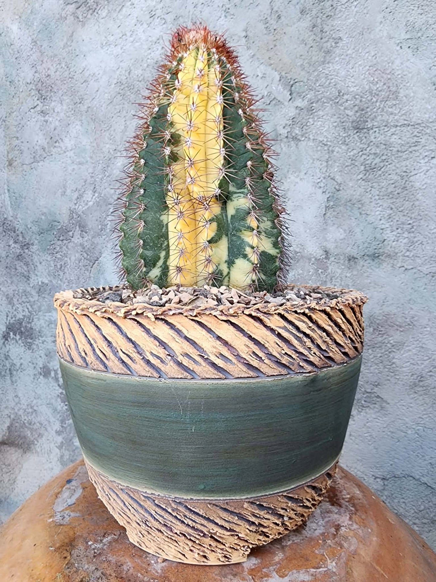 Melocactus broadwayi variegata – Variegated Turk’s Cap Cactus - Last one!