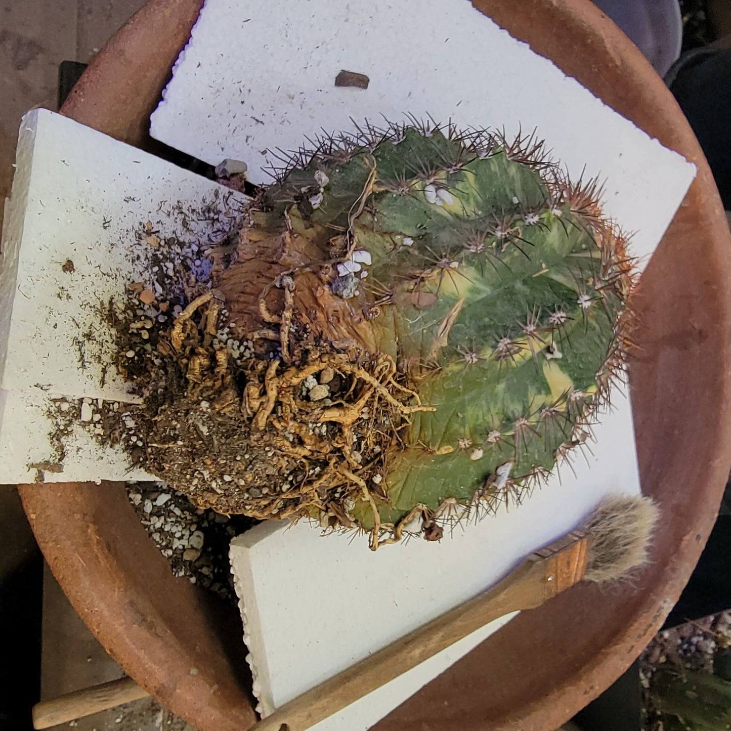 Melocactus broadwayi variegata – Variegated Turk’s Cap Cactus