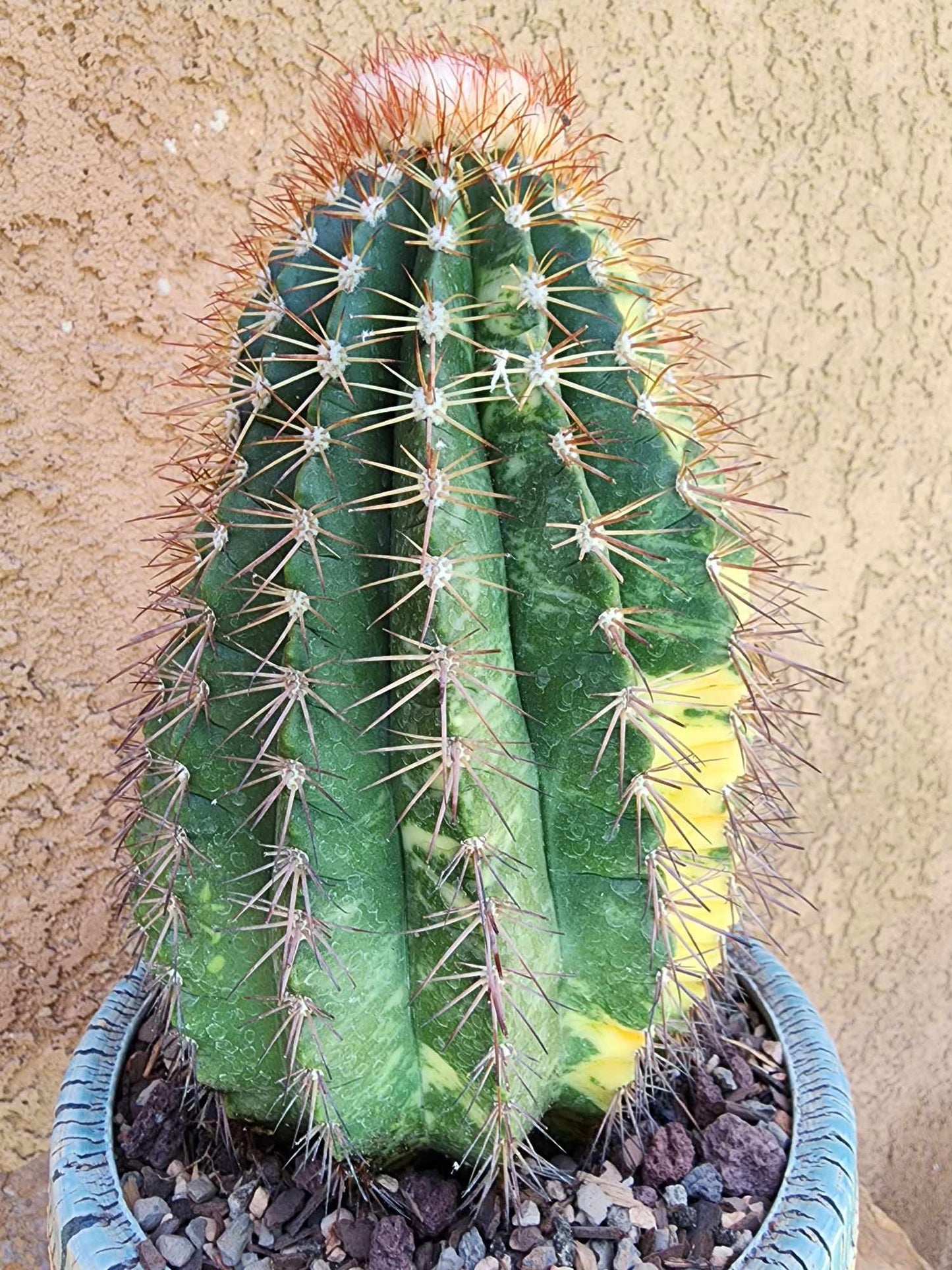 Melocactus broadwayi variegata – Variegated Turk’s Cap Cactus