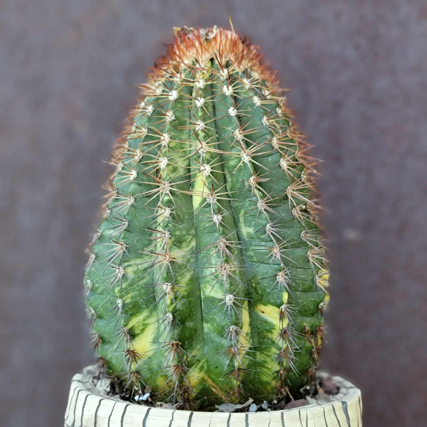 Melocactus broadwayi variegata – Variegated Turk’s Cap Cactus