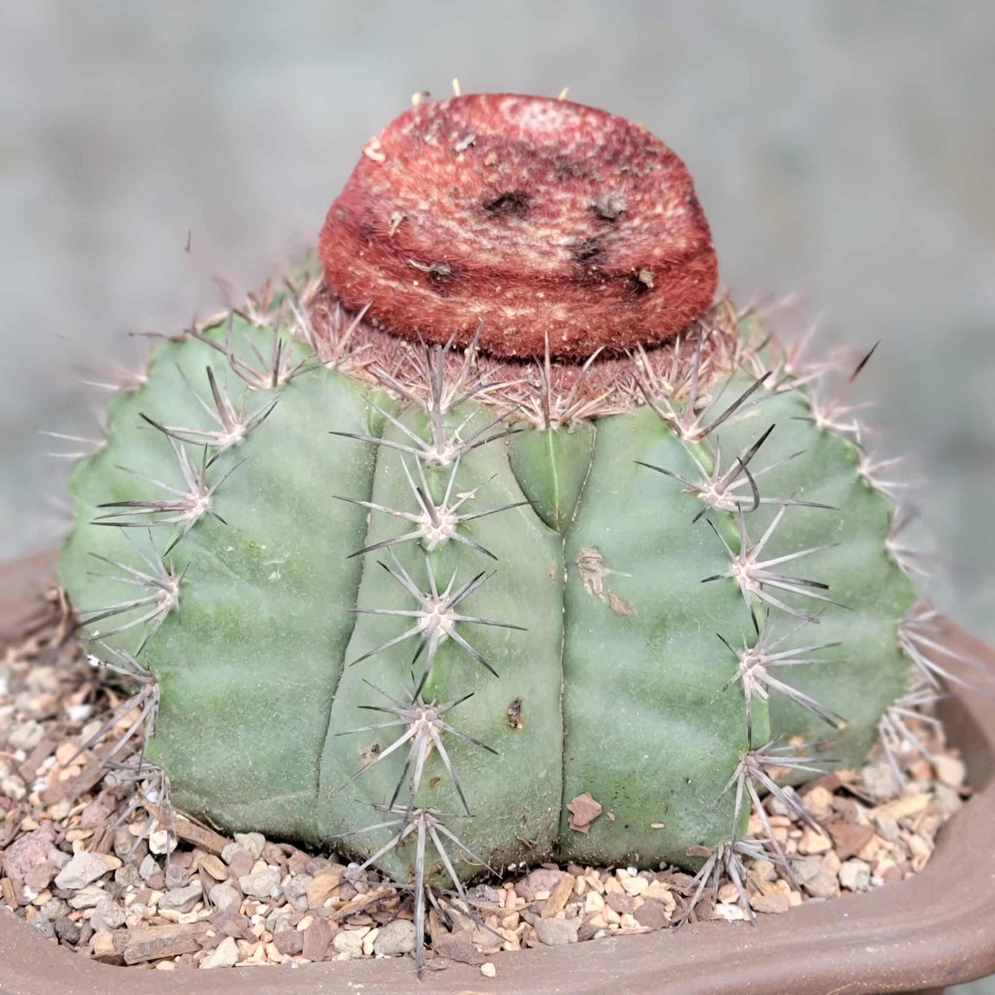 Melocactus bahiensis sap. amethystinus – Turk’s Cap Cactus