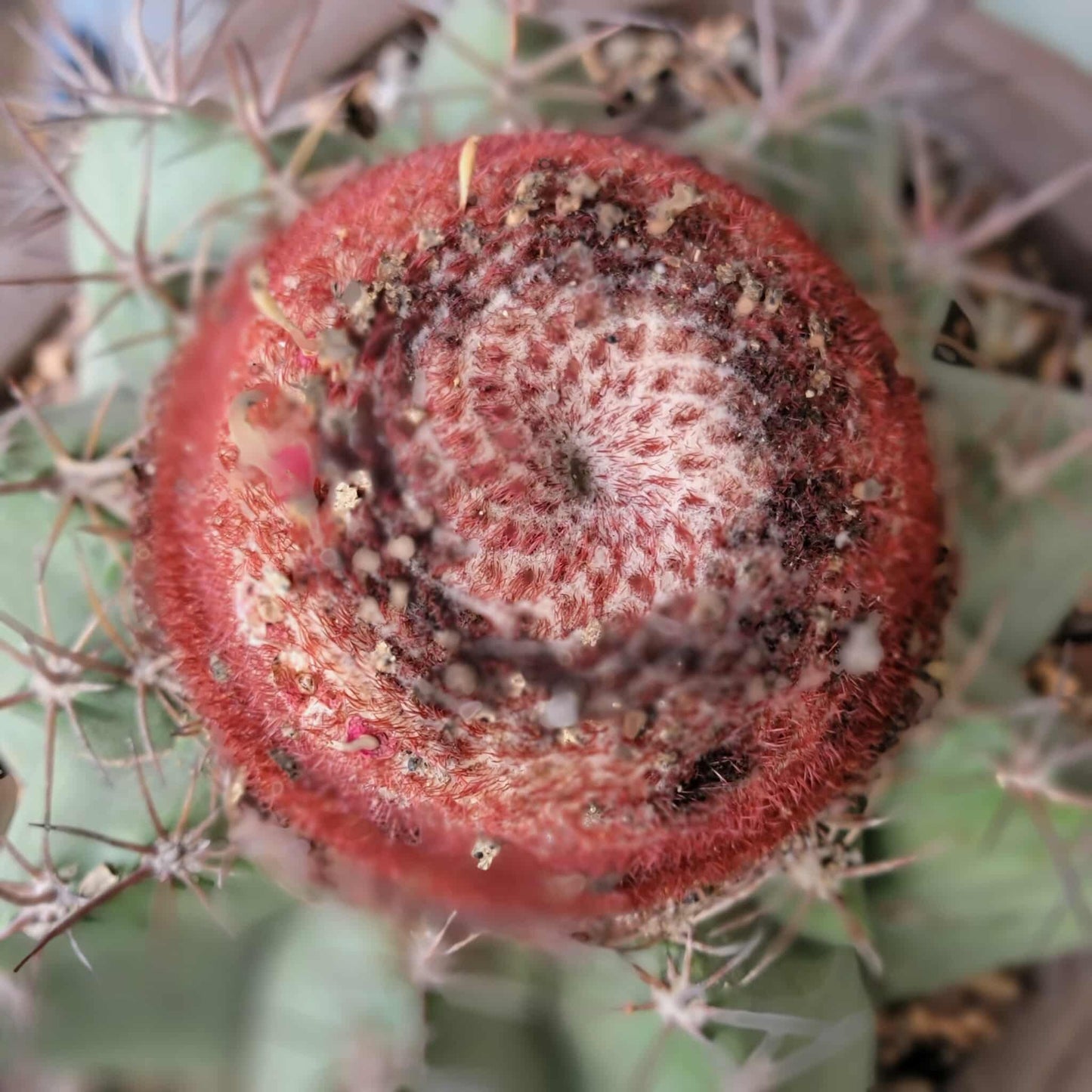 Melocactus bahiensis sap. amethystinus – Turk’s Cap Cactus