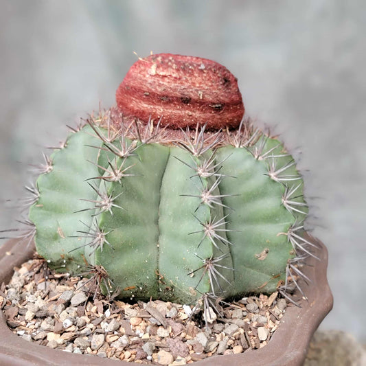 Melocactus bahiensis sap. amethystinus – Turk’s Cap Cactus