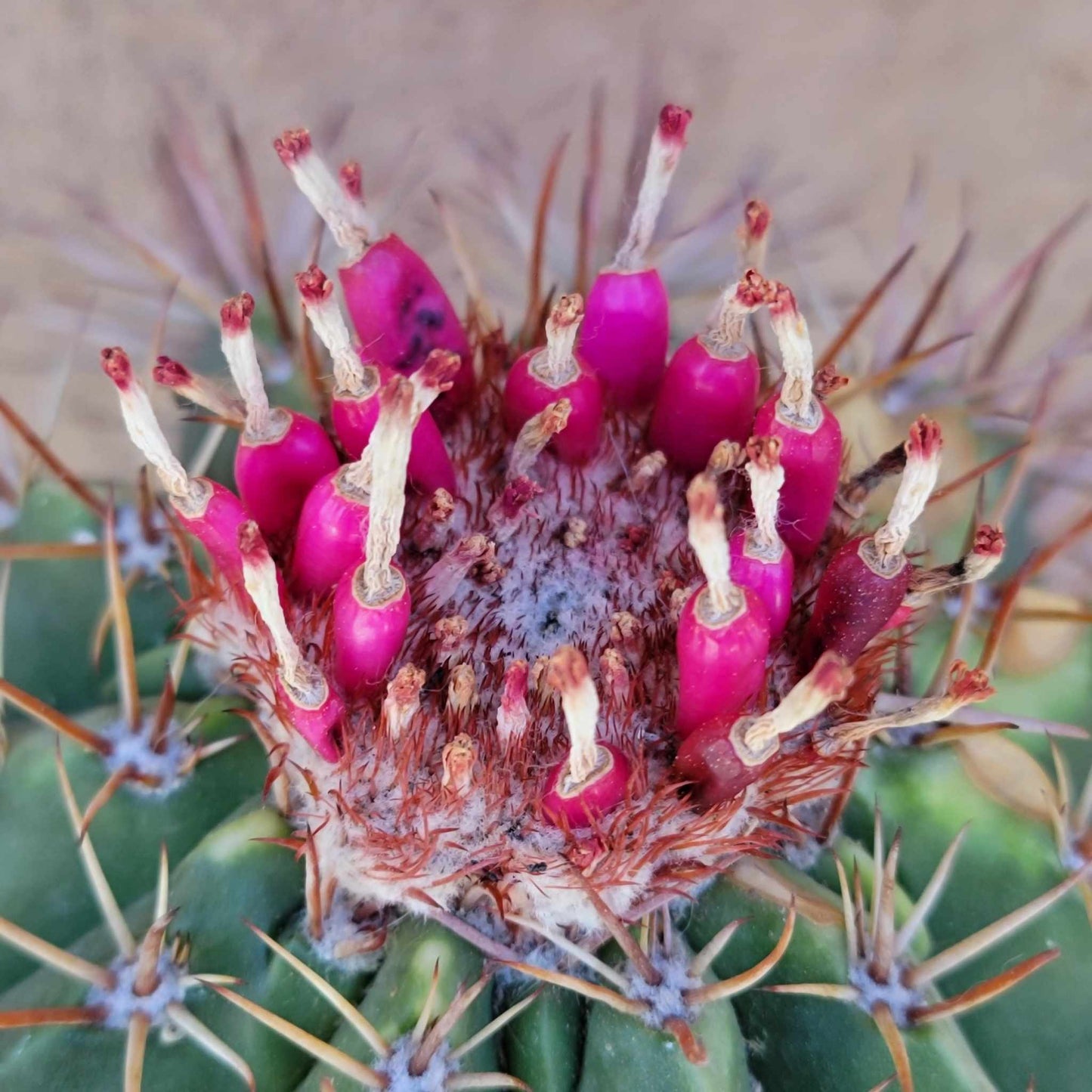 Melocactus matanzanus – Turk’s Cap Cactus