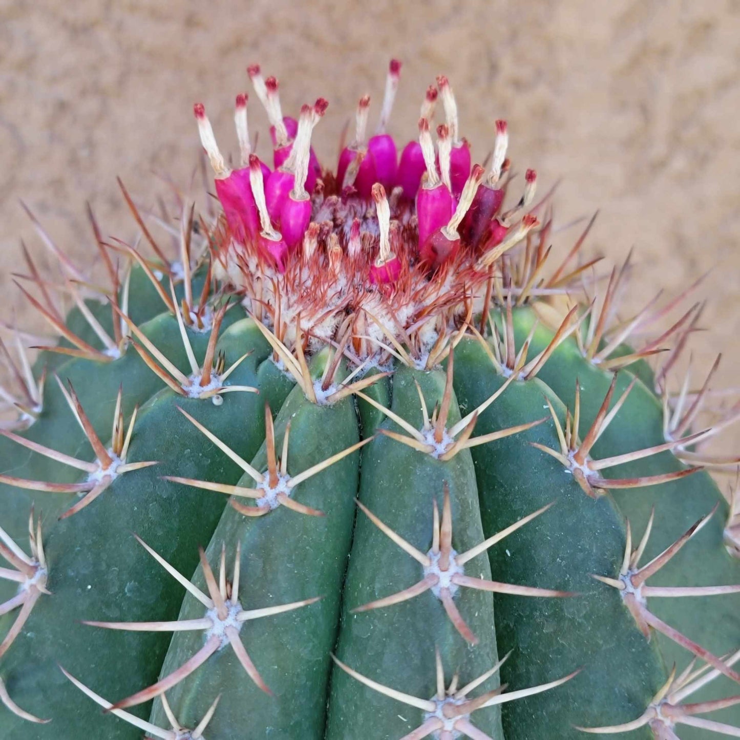 Melocactus matanzanus – Turk’s Cap Cactus