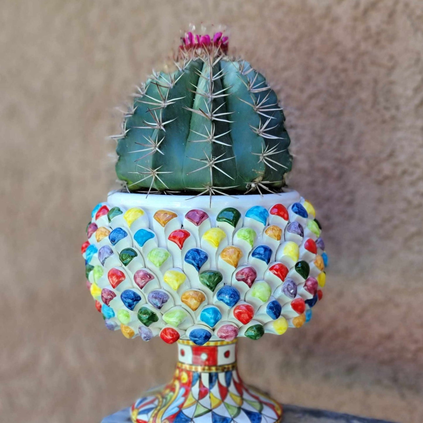 Melocactus matanzanus – Turk’s Cap Cactus