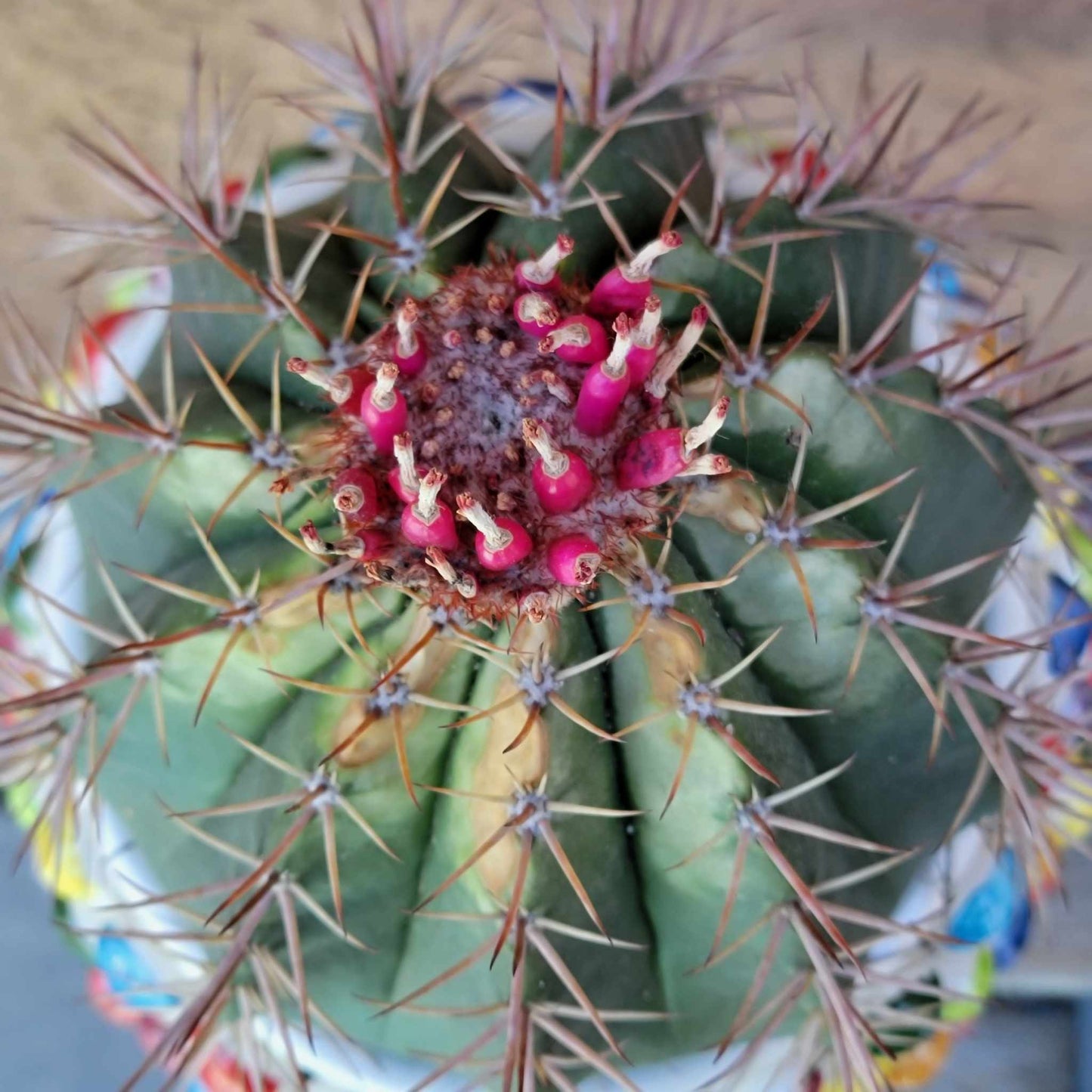 Melocactus matanzanus – Turk’s Cap Cactus