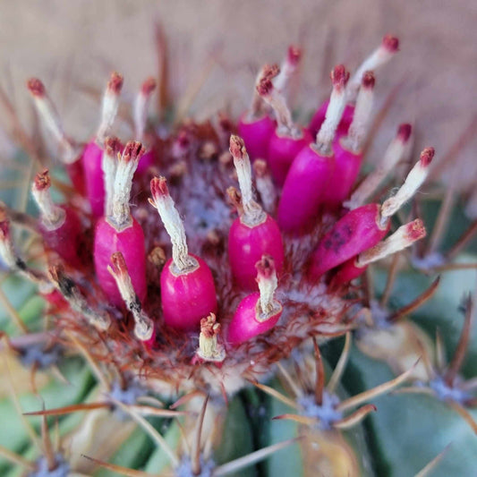 Melocactus matanzanus – Turk’s Cap Cactus