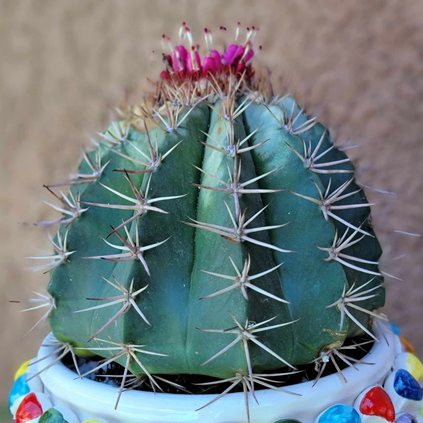 Melocactus matanzanus – Turk’s Cap Cactus
