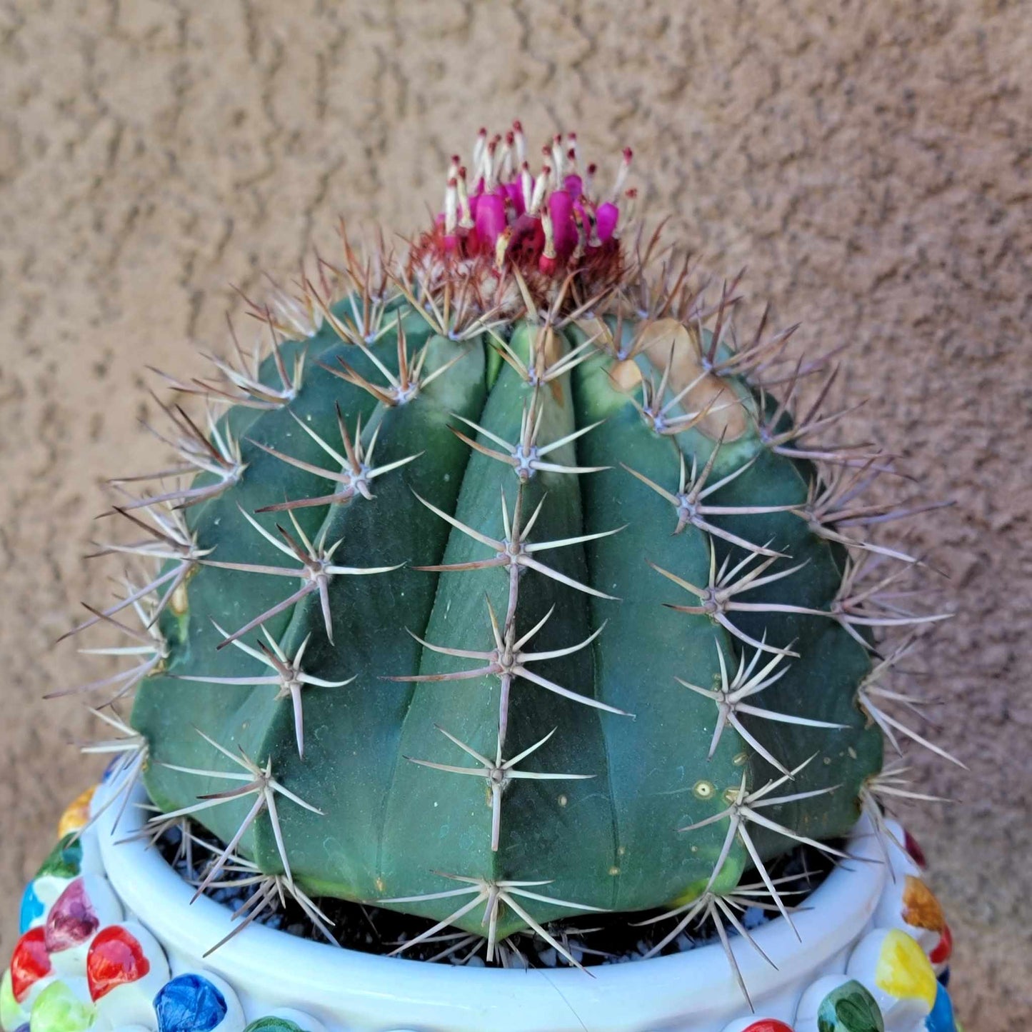 Melocactus matanzanus – Turk’s Cap Cactus