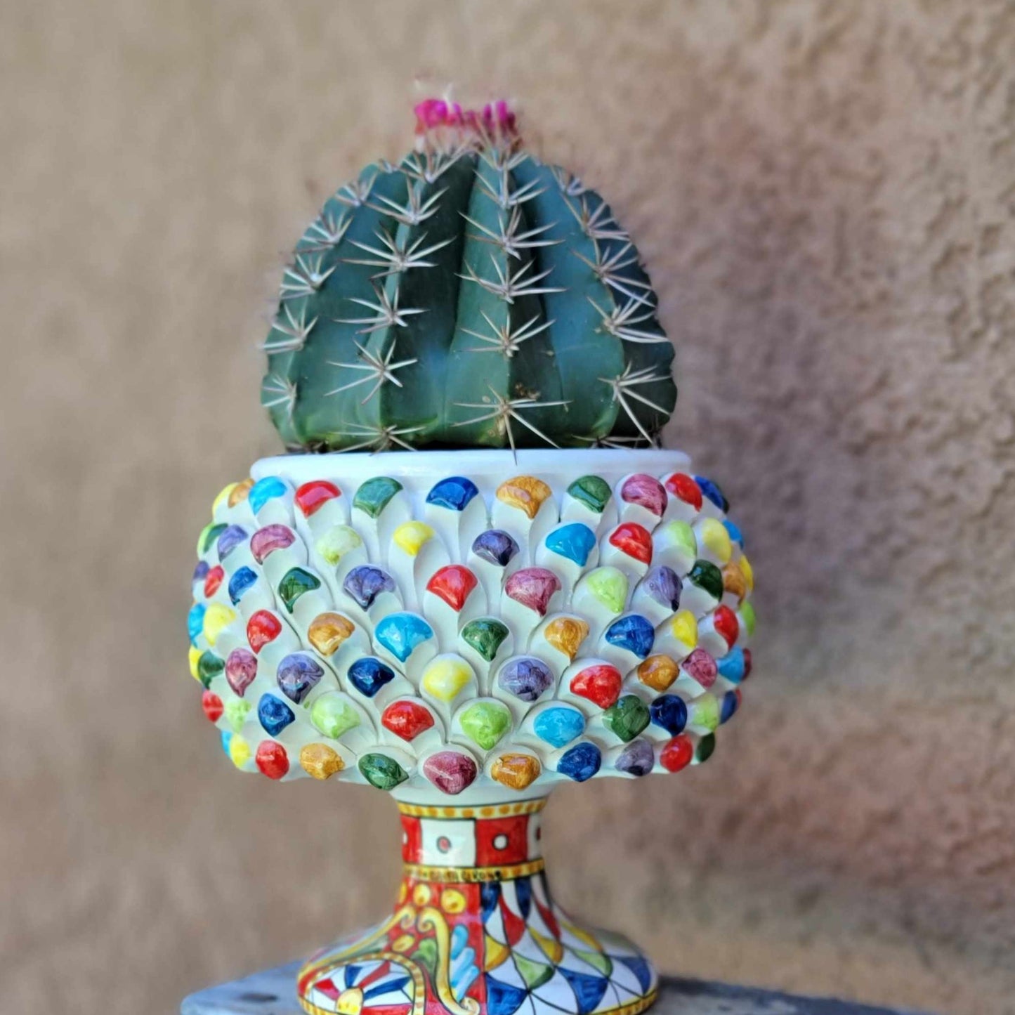 Melocactus matanzanus – Turk’s Cap Cactus