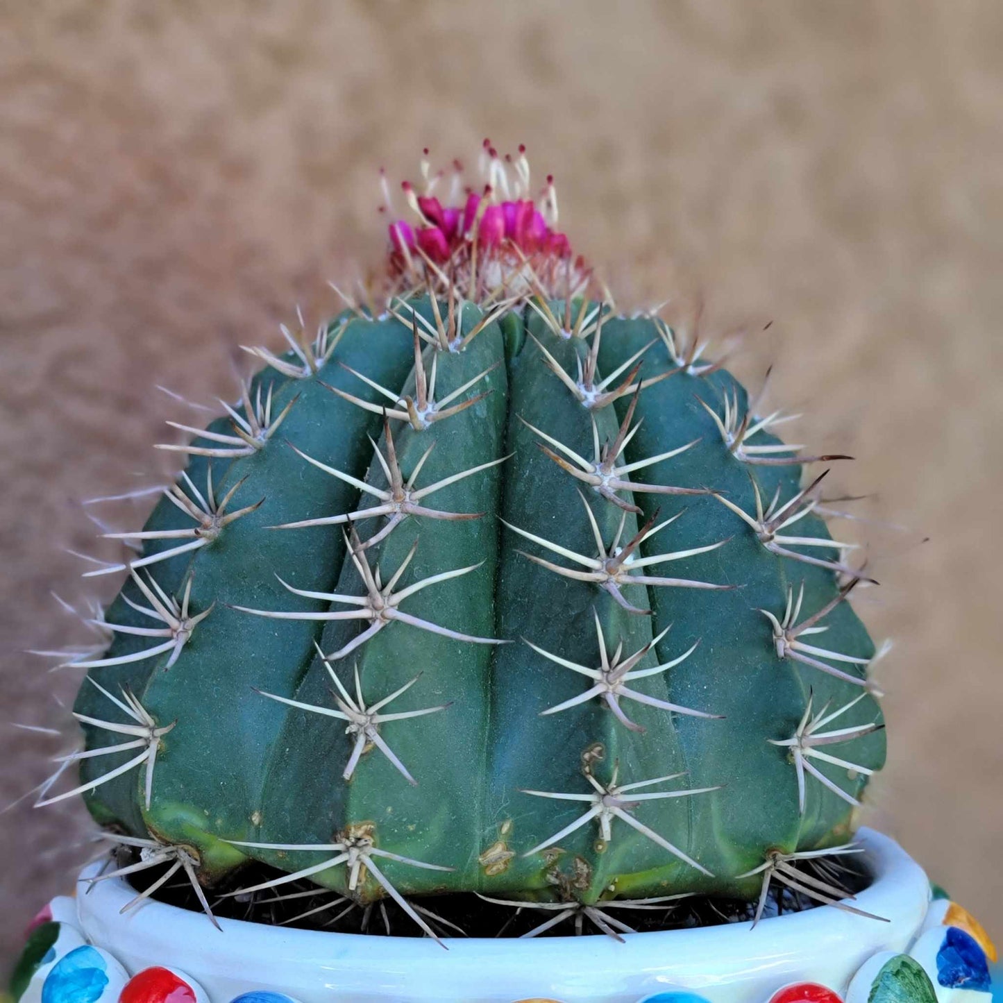 Melocactus matanzanus – Turk’s Cap Cactus