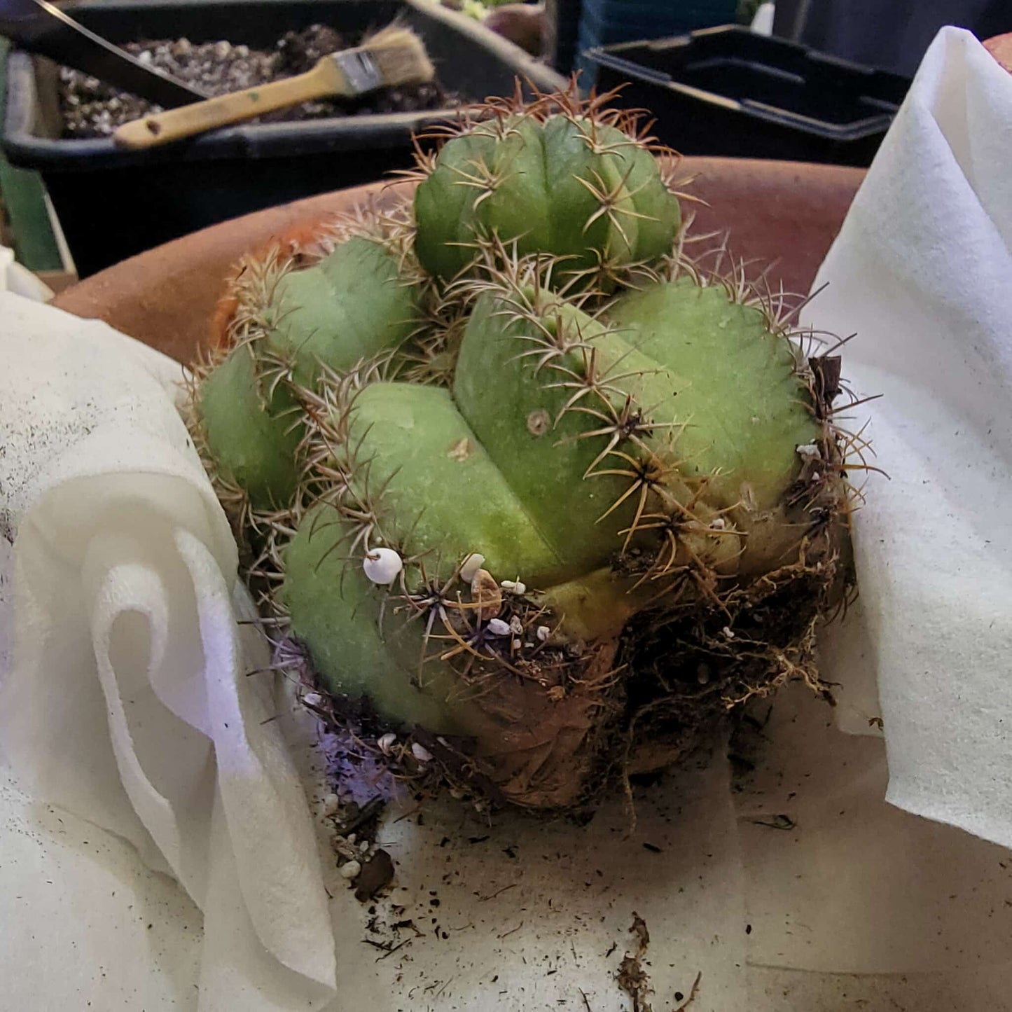 Melocactus matanzanus with cephalium – Turk’s Cap Cactus - 3 Heads