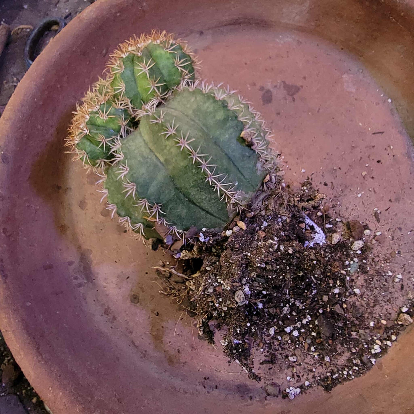 Melocactus matanzanus with cephalium – Turk’s Cap Cactus - 4 Heads - Last one!
