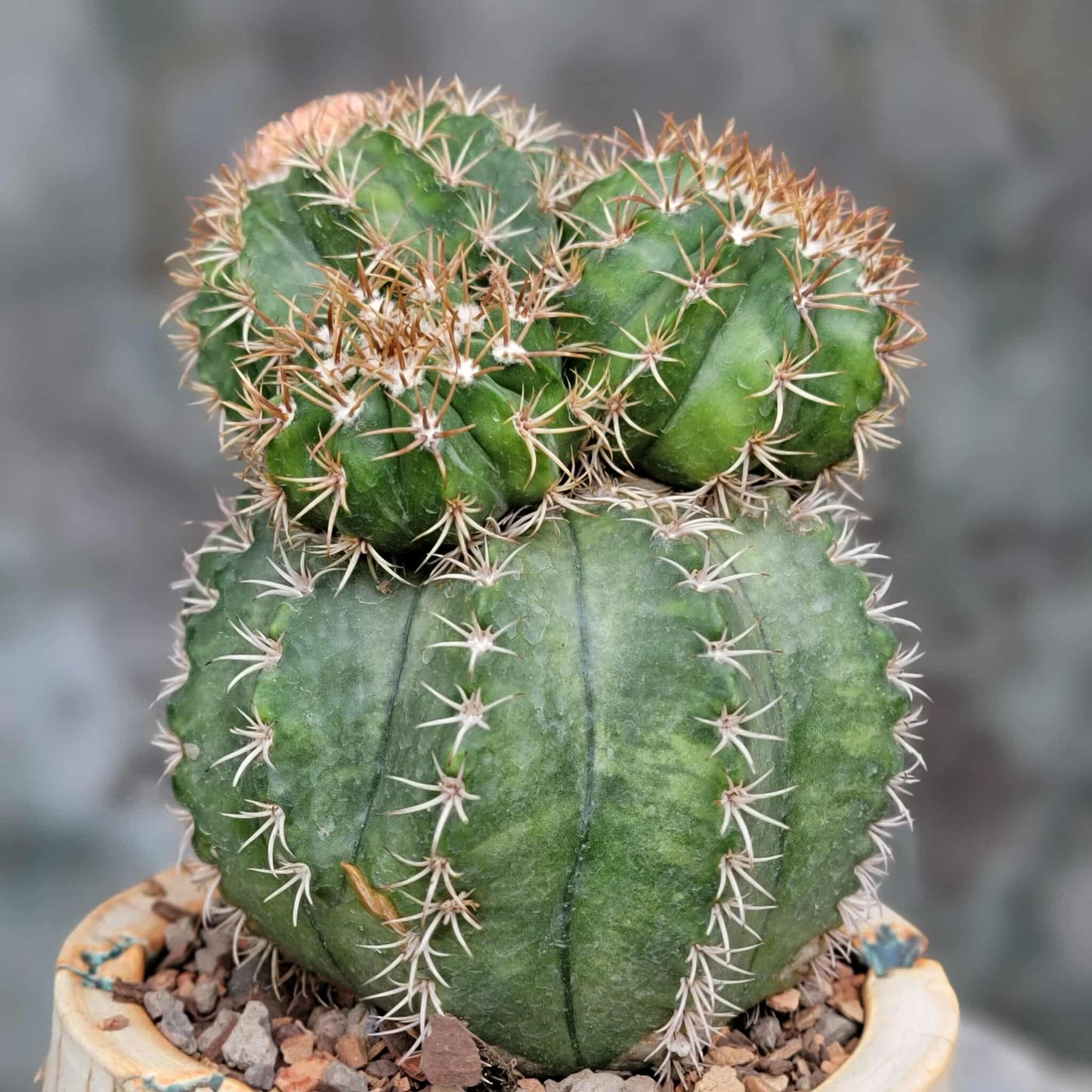 Melocactus matanzanus with cephalium – Turk’s Cap Cactus - 4 Heads - Last one!