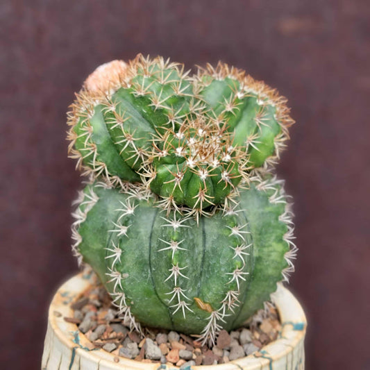 Melocactus matanzanus with cephalium – Turk’s Cap Cactus -  4 Heads - Last one!