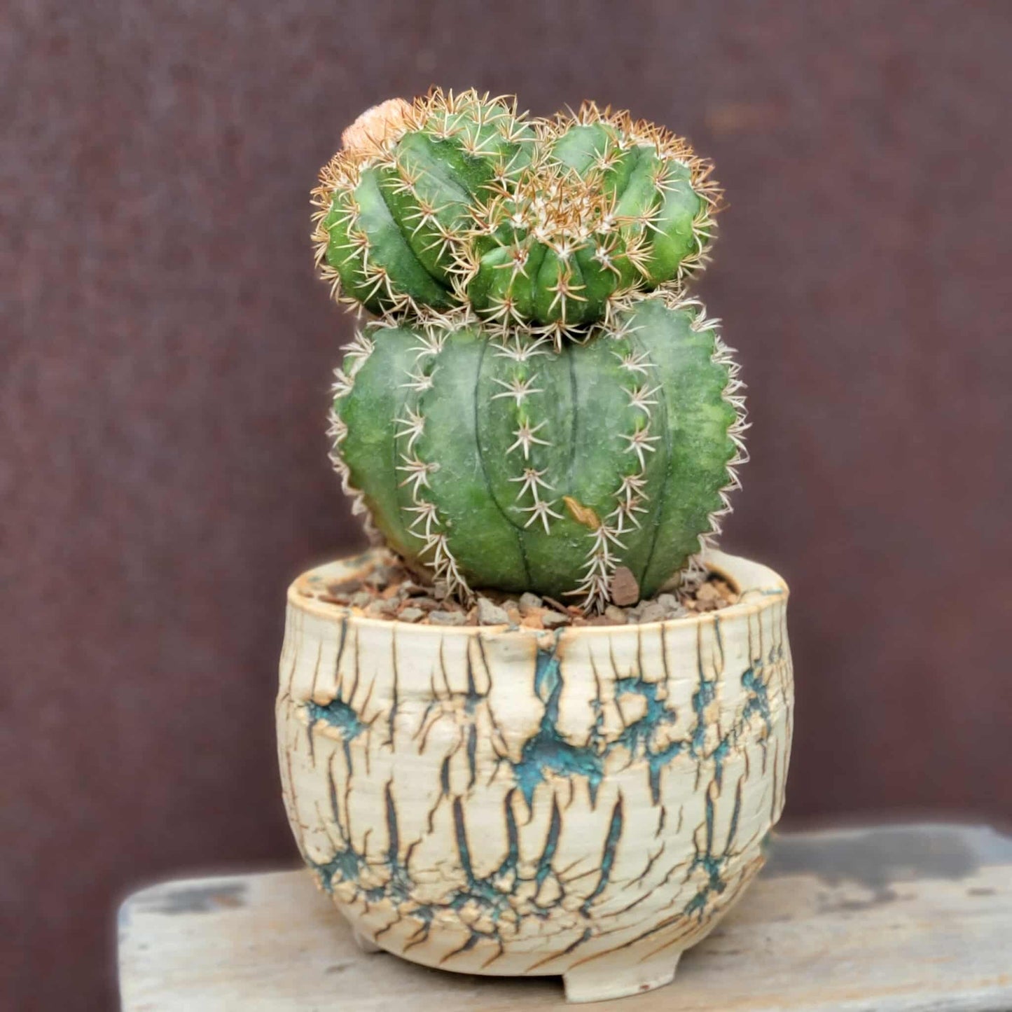 Melocactus matanzanus with cephalium – Turk’s Cap Cactus - 4 Heads - Last one!