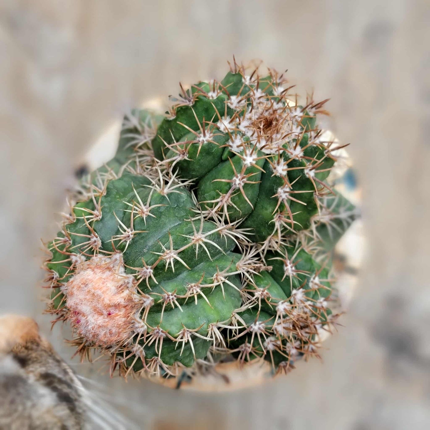 Melocactus matanzanus with cephalium – Turk’s Cap Cactus - 4 Heads - Last one!