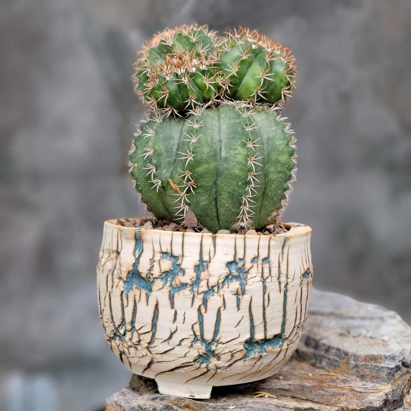 Melocactus matanzanus with cephalium – Turk’s Cap Cactus - 4 Heads - Last one!
