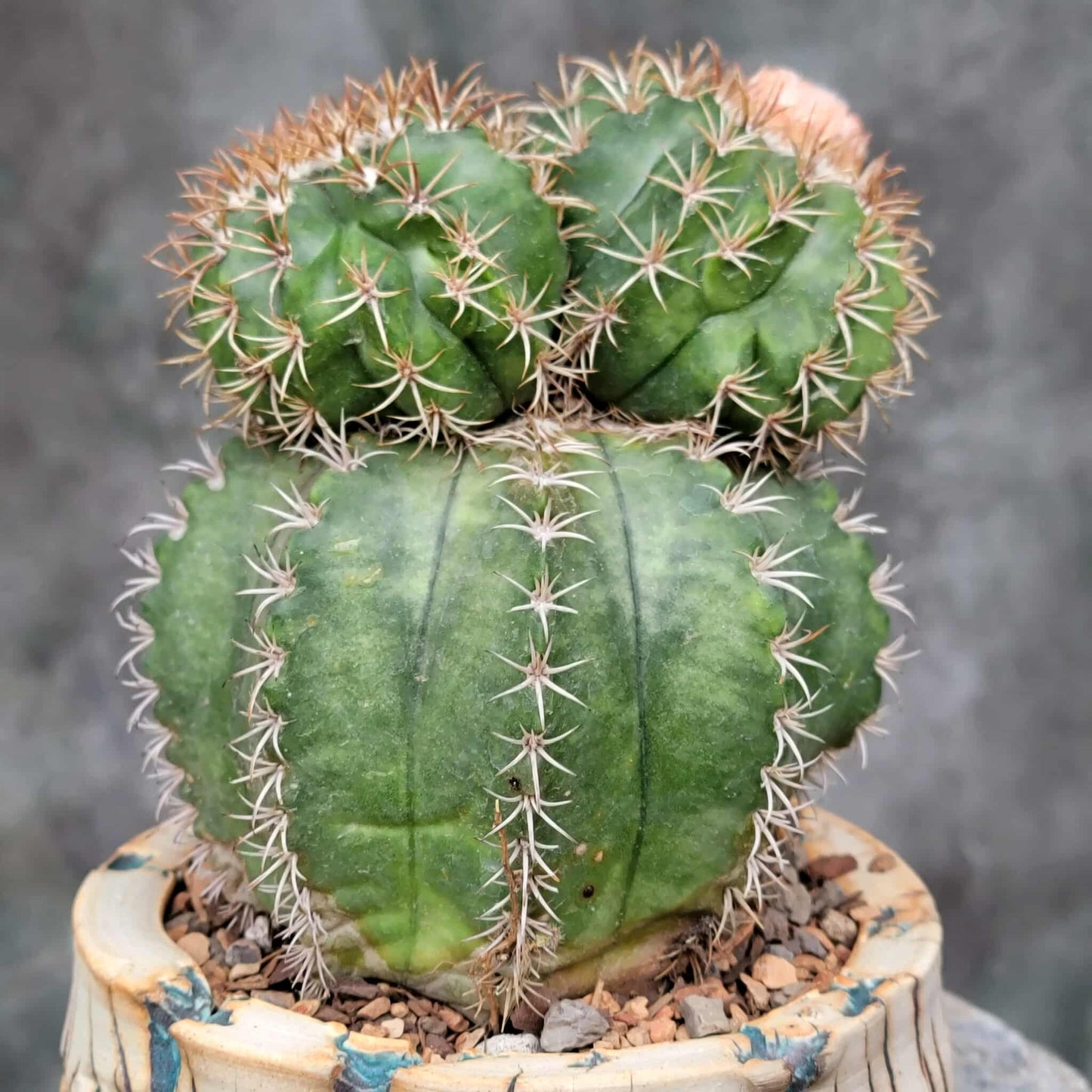 Melocactus matanzanus with cephalium – Turk’s Cap Cactus - 4 Heads - Last one!