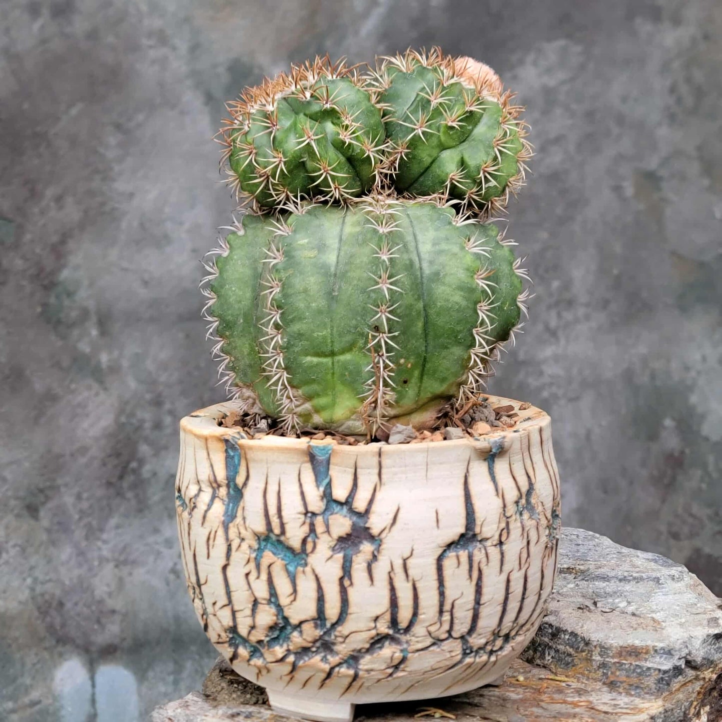 Melocactus matanzanus with cephalium – Turk’s Cap Cactus - 4 Heads - Last one!