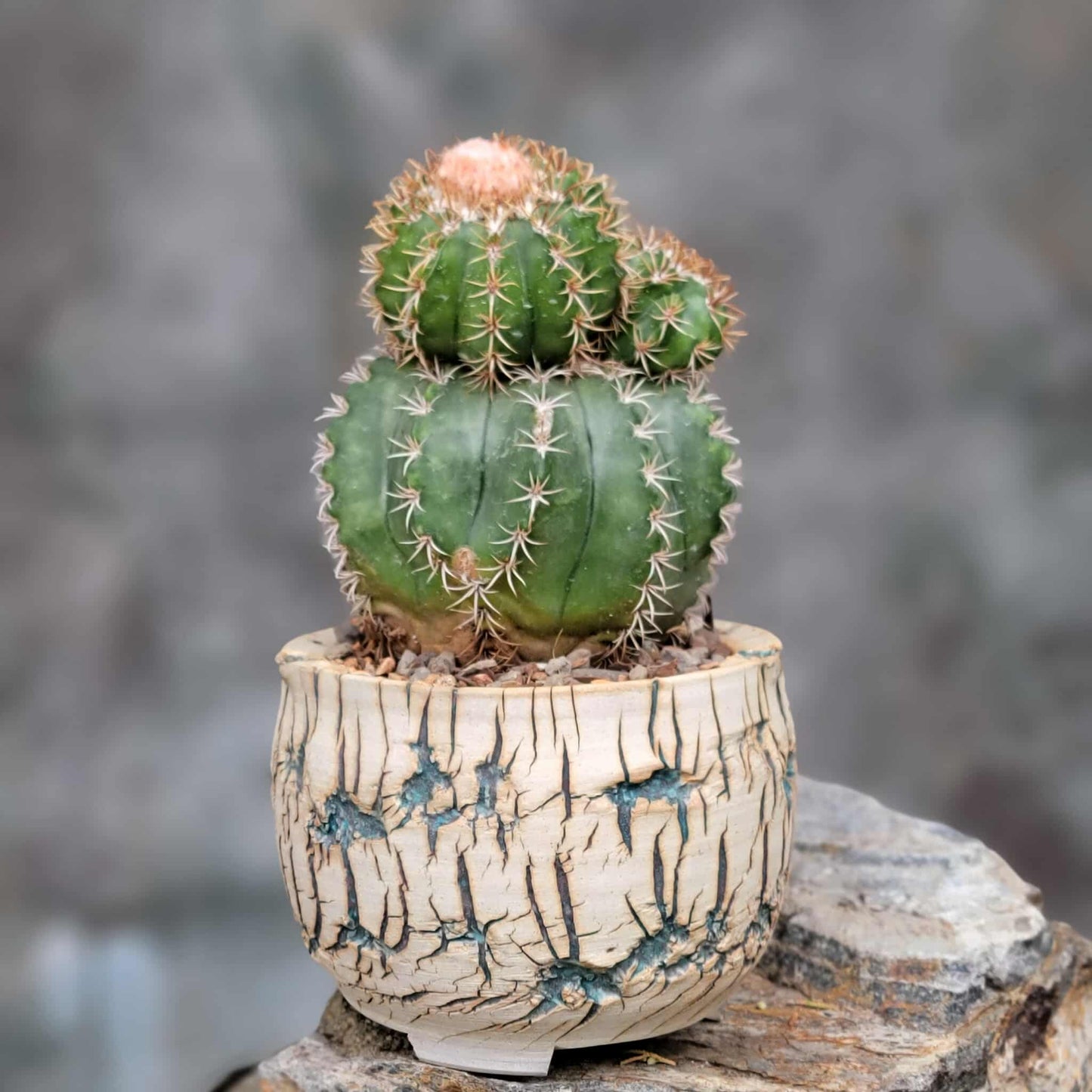 Melocactus matanzanus with cephalium – Turk’s Cap Cactus - 4 Heads - Last one!