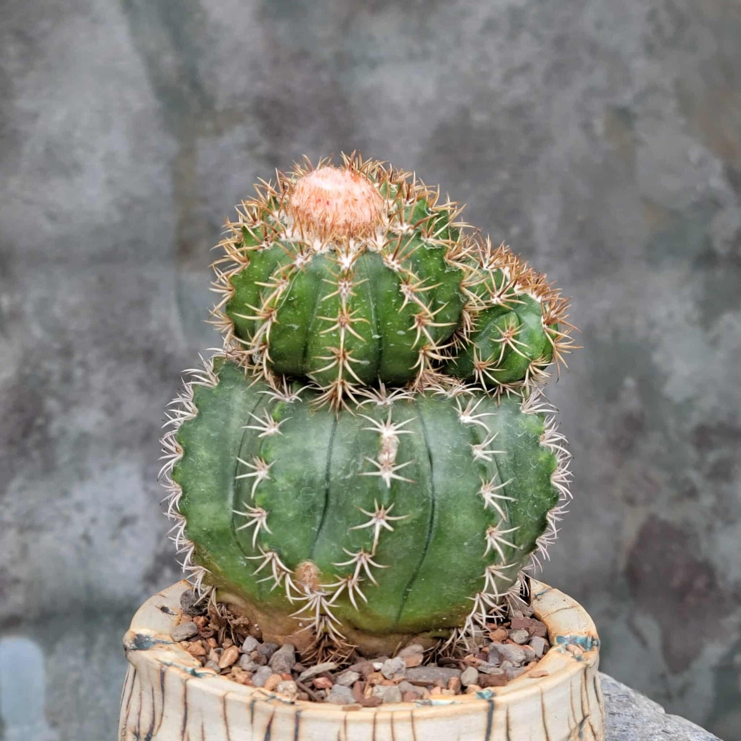 Melocactus matanzanus with cephalium – Turk’s Cap Cactus - 4 Heads - Last one!