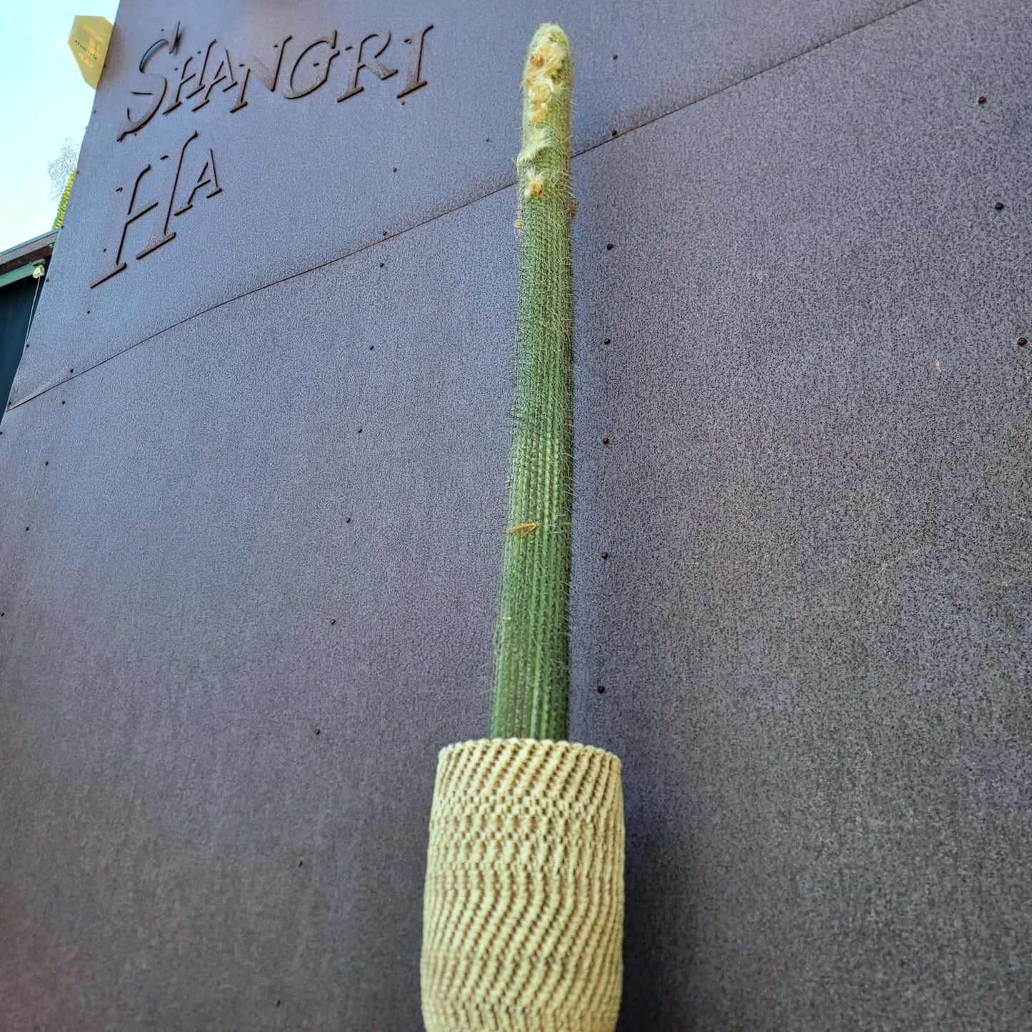 Micranthocereus dolichospermaticus (Cutting) 48" Tall!
