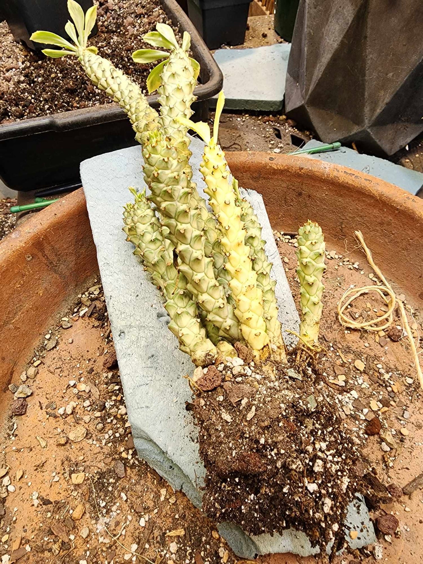 Monadenium guentheri - Euphorbia guentheri