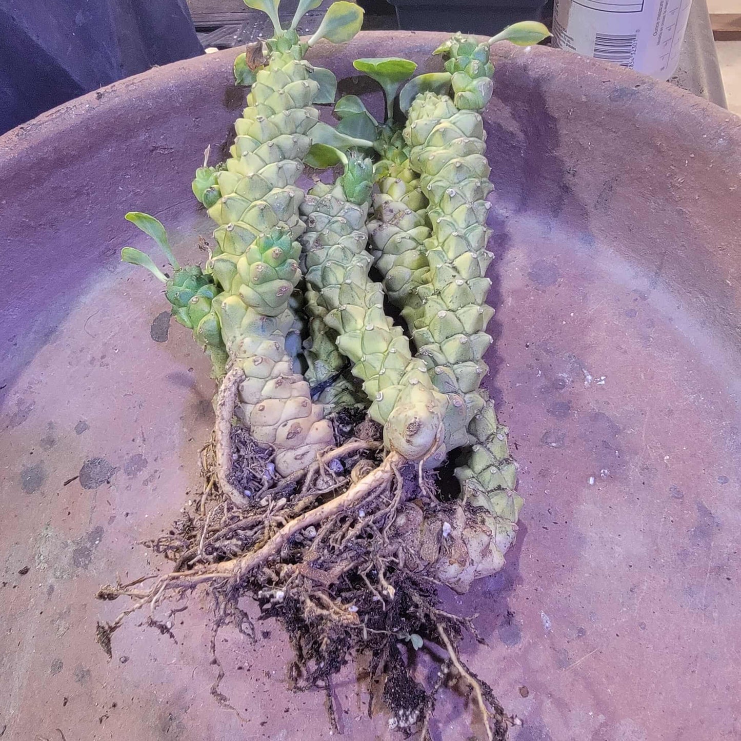 Monadenium ritchiei - Euphorbia ritchiei - XL