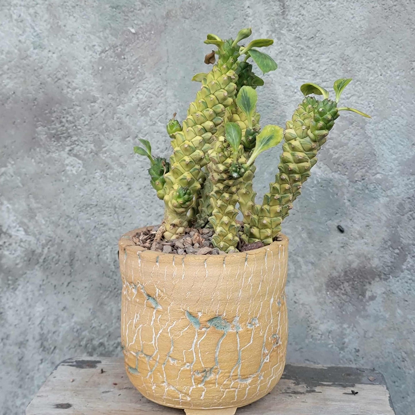 Monadenium ritchiei - Euphorbia ritchiei - XL