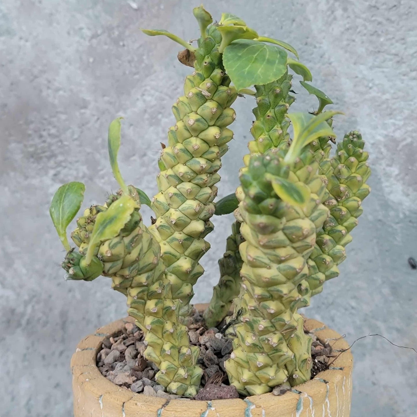 Monadenium ritchiei - Euphorbia ritchiei - XL