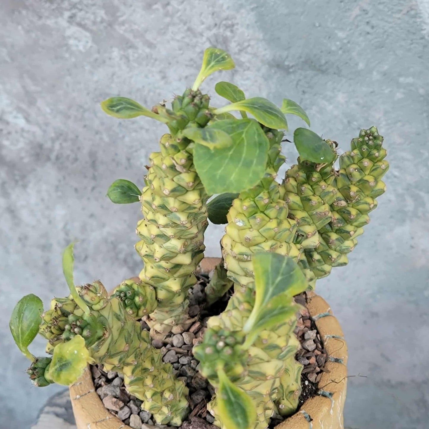 Monadenium ritchiei - Euphorbia ritchiei - XL