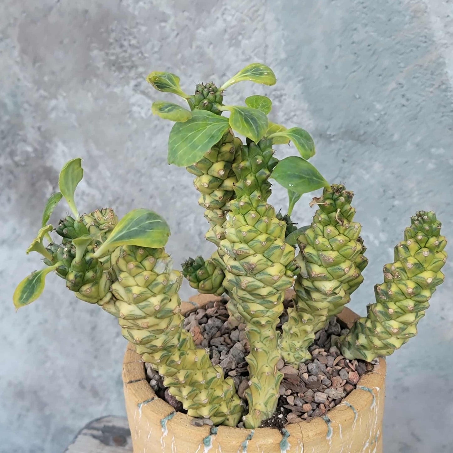 Monadenium ritchiei - Euphorbia ritchiei - XL