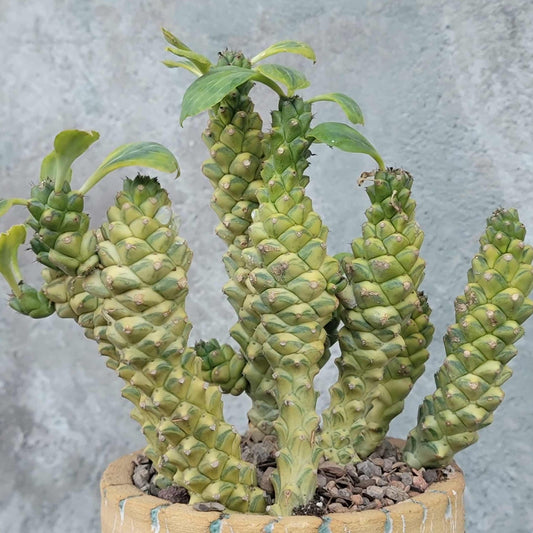 Monadenium ritchiei - Euphorbia ritchiei - XL