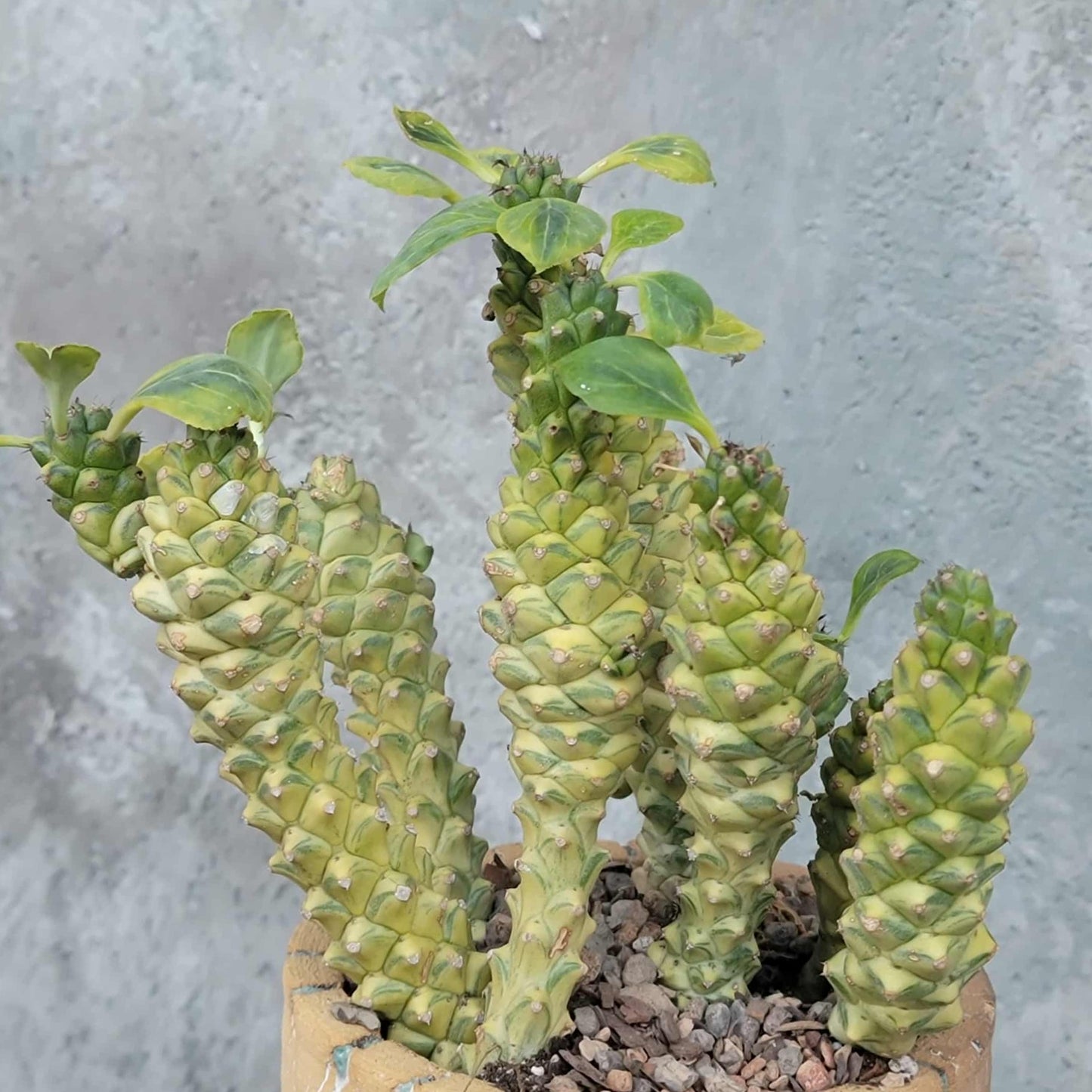 Monadenium ritchiei - Euphorbia ritchiei - XL