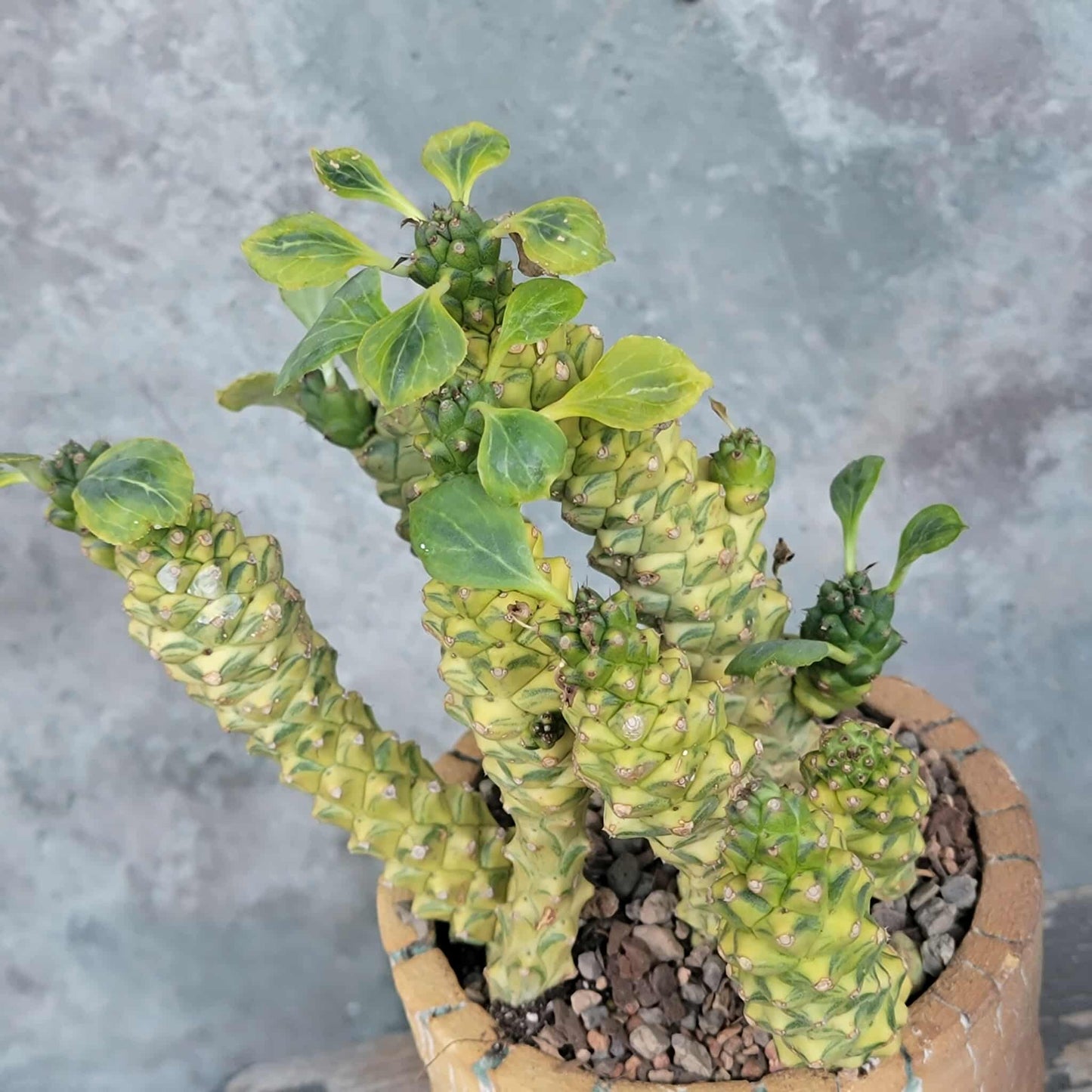 Monadenium ritchiei - Euphorbia ritchiei - XL
