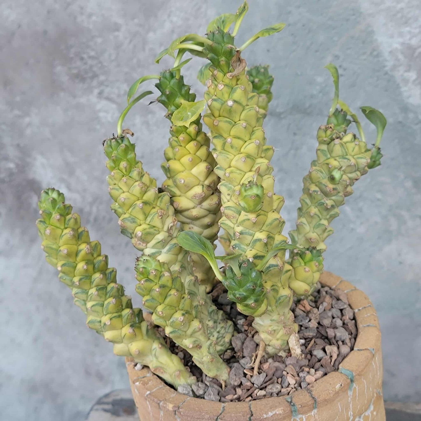 Monadenium ritchiei - Euphorbia ritchiei - XL